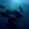 Bumphead Parrotfish